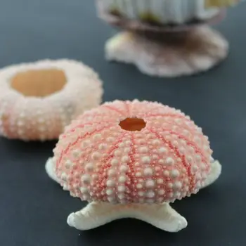 10pcs V morski ježek Naravnih Zvezda, ki Želijo Sea Star Doma Dekoracijo Stenske Nalepke Okras Organske snovi, DIY uslug