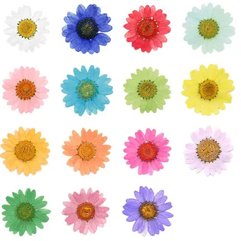 12pcs 2.5-3.5 cm Pritisnete Posušene Chrysanthemum Paludosum Cvet Za svate Nakit Telefon Primeru Lampshade Sveča Art&Craft DIY