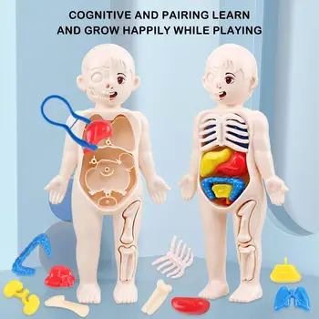 3d Puzzle Manekenka Otrok Montessori Anatomija Model Izobraževalne Učenje Organ Sestavljeni Igrača Organ, Organ Teang Orodja Za K5g7