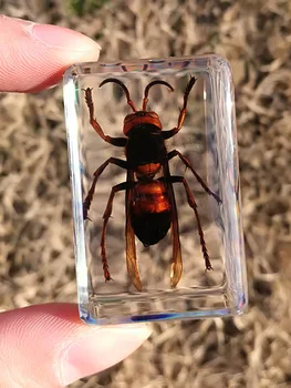 Pravi insektov vzorcu pregleden smolo ustvarjalne majhnimi okraski vrtec za poučevanje, opazovanje igrača scorpion pajek hrošč